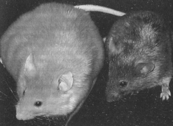 Читая между строк ДНК. Второй код нашей жизни, или Книга, которую нужно прочитать всем i_009.jpg