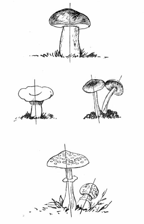 Давайте рисовать i_033.jpg