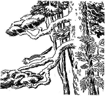 Бурундук i_008.png