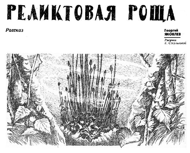 Реликтовая роща i_001.jpg