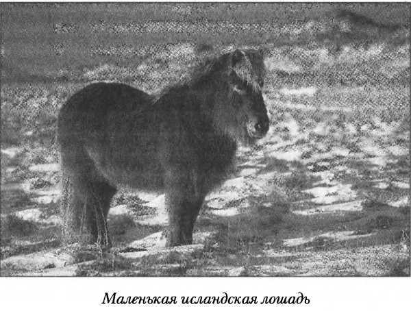 Средневековая Исландия i_067.jpg