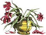Нос королевы img72.png