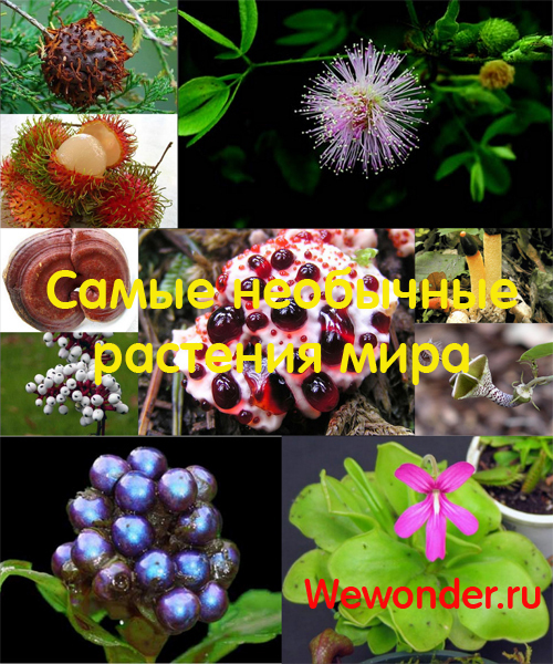 Удивительное рядом: самые необычные растения мира cover.jpg
