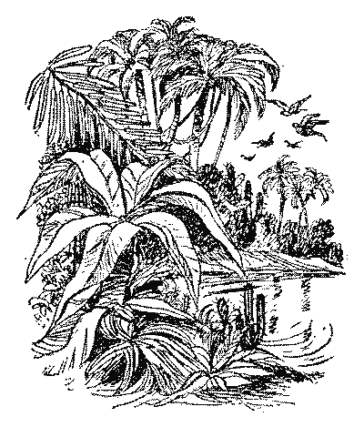 Острів Робінзона i_007.png