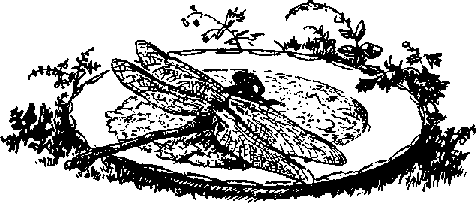 Что я видел (сборник) (с илл.) i_027.png