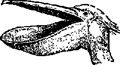Что я видел (сборник) (с илл.) i_091.png