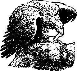 Что я видел (сборник) (с илл.) i_095.png