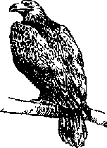 Что я видел (сборник) (с илл.) i_096.png