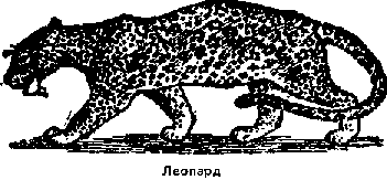 Что я видел (сборник) (с илл.) i_119.png