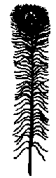 Что я видел (сборник) (с илл.) i_151.png