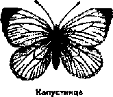 Что я видел (сборник) (с илл.) i_157.png