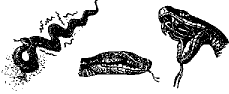 Что я видел (сборник) (с илл.) i_191.png