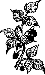 Что я видел (сборник) (с илл.) i_194.png