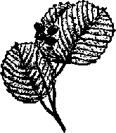 Что я видел (сборник) (с илл.) i_197.png