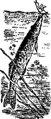 Что я видел (сборник) (с илл.) i_233.png