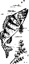 Что я видел (сборник) (с илл.) i_298.png