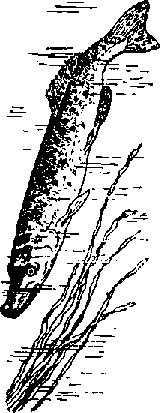 Что я видел (сборник) (с илл.) i_299.png