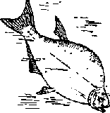 Что я видел (сборник) (с илл.) i_300.png