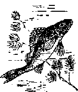 Что я видел (сборник) (с илл.) i_301.png