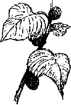 Что я видел (сборник) (с илл.) i_318.png