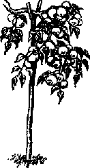 Что я видел (сборник) (с илл.) i_348.png