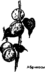 Что я видел (сборник) (с илл.) i_349.png