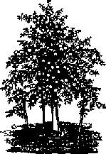 Что я видел (сборник) (с илл.) i_350.png