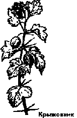 Что я видел (сборник) (с илл.) i_357.png
