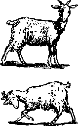 Что я видел (сборник) (с илл.) i_368.png