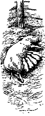 Что я видел (сборник) (с илл.) i_371.png
