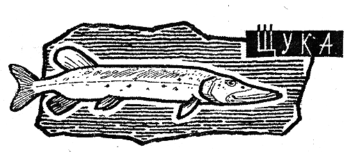 Рыбьи дорожки i_034.png