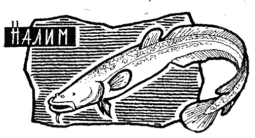 Рыбьи дорожки i_040.png