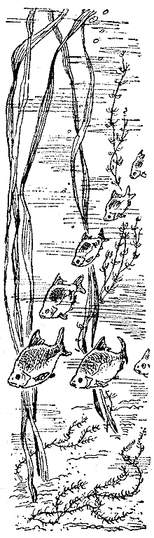 Рыбьи дорожки i_019.png
