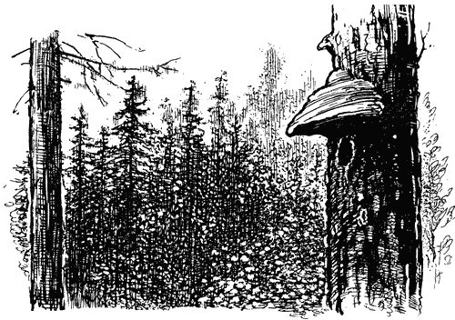 Трясогузкины письма i_002.png