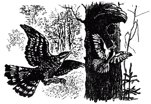 Трясогузкины письма i_004.png