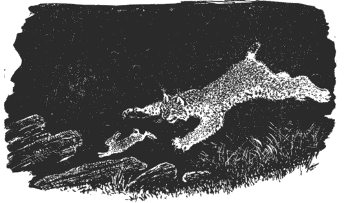 Трясогузкины письма i_036.png