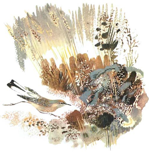Каменка-плясунья i_006.jpg