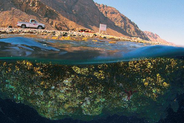Дайвинг. Красное море i_039.jpg