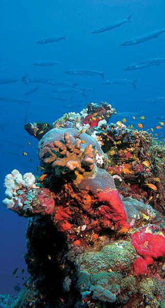 Дайвинг. Красное море i_041.jpg