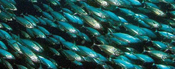 Дайвинг. Красное море i_047.jpg