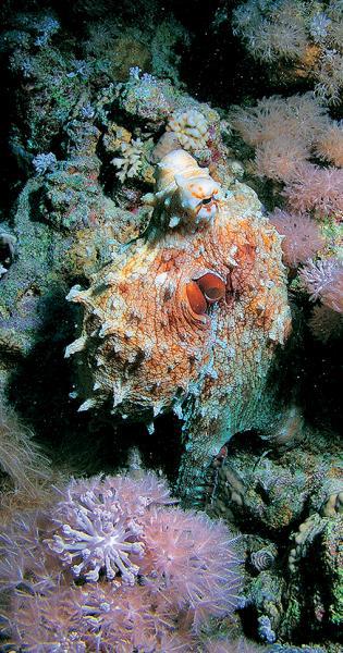 Дайвинг. Красное море i_049.jpg