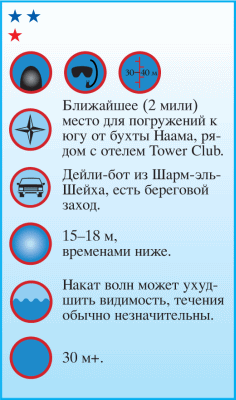 Дайвинг. Красное море i_065.png