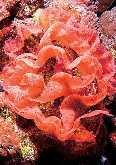 Дайвинг. Красное море i_070.jpg