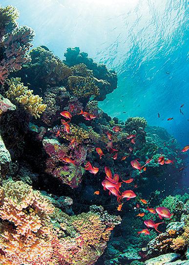 Дайвинг. Красное море i_086.jpg