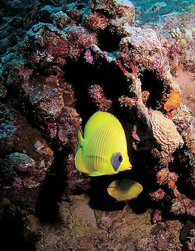 Дайвинг. Красное море i_094.jpg