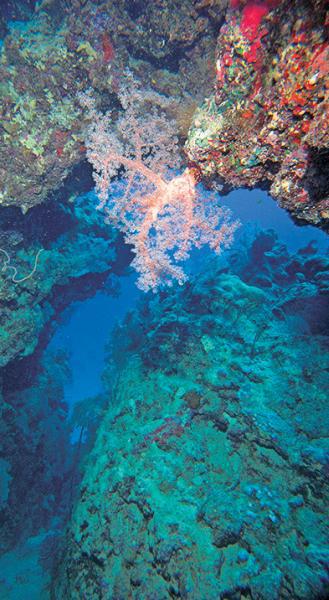 Дайвинг. Красное море i_103.jpg