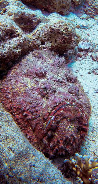 Дайвинг. Красное море i_104.jpg