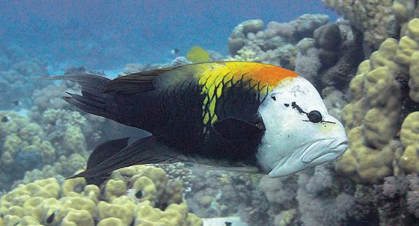 Дайвинг. Красное море i_105.jpg