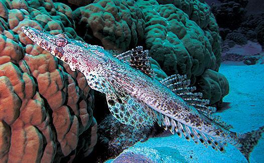 Дайвинг. Красное море i_107.jpg