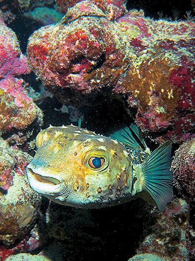 Дайвинг. Красное море i_110.jpg